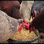 Choose good quality chicken feed will be helpful for your chickens.