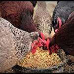 Layer battery cages are easy to overlook the problems of raising chickens