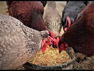 Choose good quality chicken feed will be helpful for your chickens.