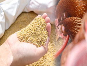 Chicken feeds is an important factor for your chickens health.