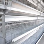 The focus of feeding management in spring broiler cage chickens