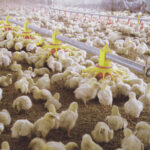 How to choose cost-effective chicken breeding equipment