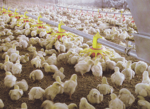 large scale chicken farming