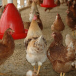 Installation measures using poultry breeding equipment