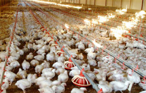 Chicken house ventilation and heating system