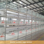 What should we do to raise broiler in poultry cages in summer?