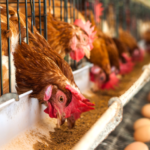 Feeding management of laying hens in summer