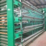 Breeding advantages of automated chicken farming equipment