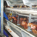 Why is it recommended that farmers buy layer battery cages?