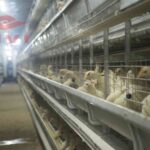 The following points should be done to raise chickens in poultry farms