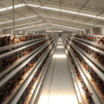 The smart choice for poultry battery cage poultry farming