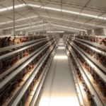 Effective methods of increasing benefit of egg chicken cage