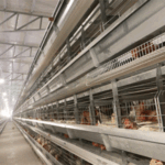 Production and practice of modern layer cage system in Uganda