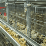 Automated chicken raising equipment makes it no longer tiring to raise chickens