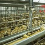 How to increase the service life of automated chicken breeding equipment