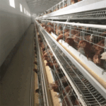 Elements of a successful poultry farm