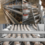 How to prevent epidemics in farms using automated chicken raising equipment?