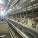 Use of poultry battery cages