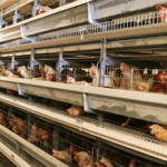 How to use battery broiler cage scientifically
