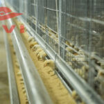 Farmers who use layer cages to raise chickens are easy to ignore the misunderstandings that appear