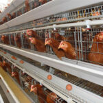 What should be care about when raising chickens in battery layer cages?