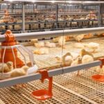Elevate Your Poultry Farming Efficiency with Affordable Battery Cages for Layers in Nigeria