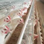 Boosting Your Poultry Farming Success: Why Our Poultry Equipment Is the Right Choice