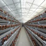 What are the characteristics of layer battery cage system?