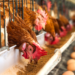 Advantages and maintenance of automatic feeder for chicken farming equipment